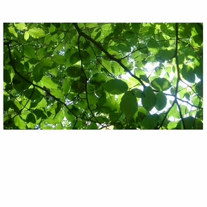 黑人超长巨大XXXXXXX白人
